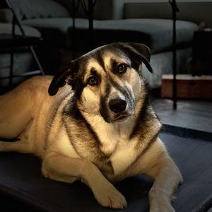 Dog Sitting for Honeymoon