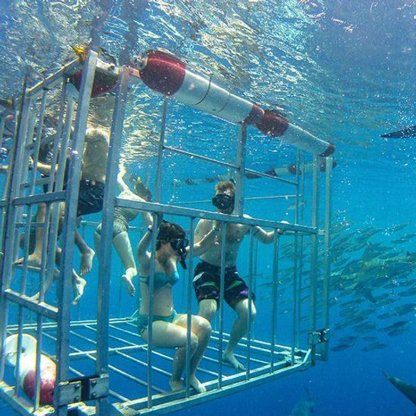 Shark Cage Diving In Hawaii