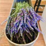 Pine Creek Canyon Lavender Farm