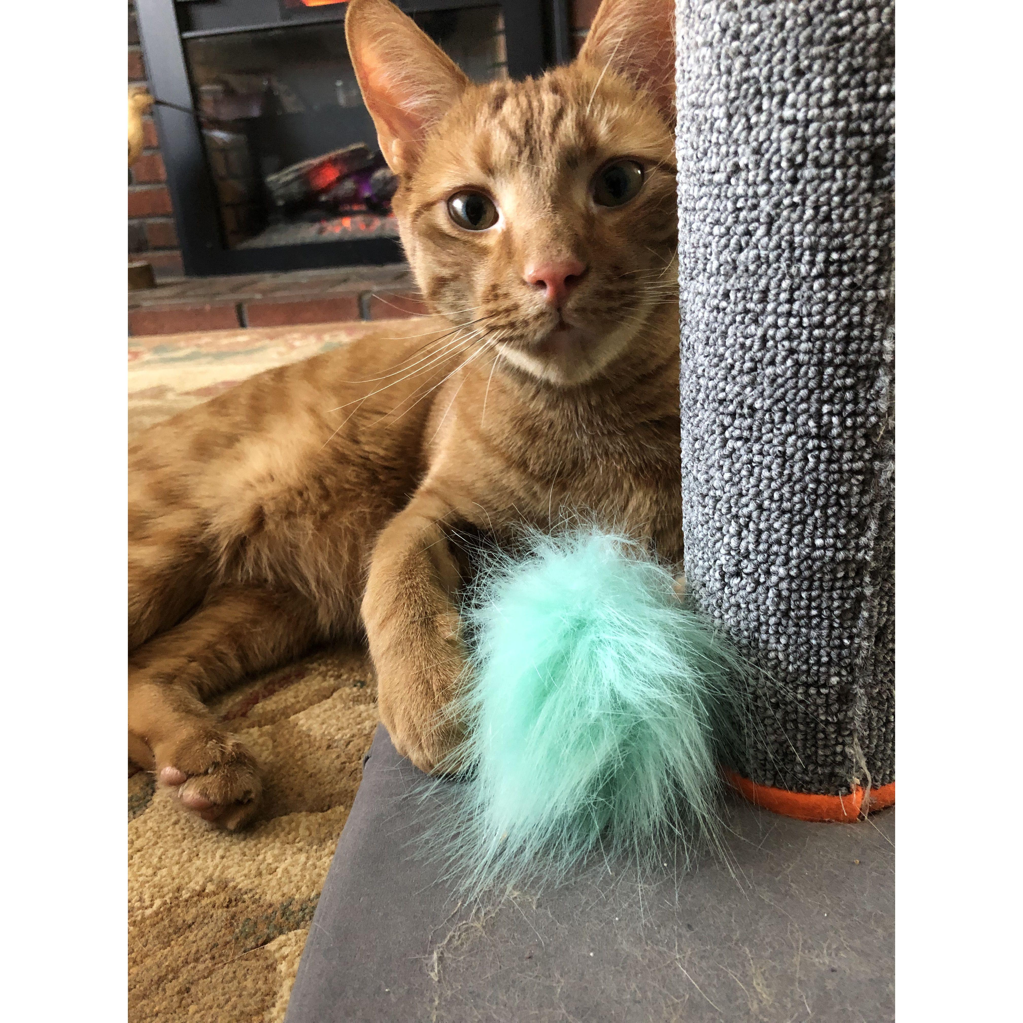 Our Felix buddy