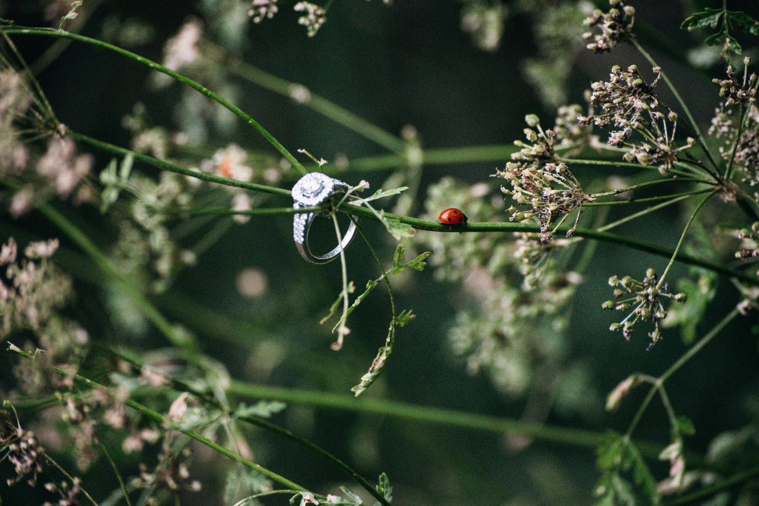 The Wedding Website of Danica Shupick and Devin Odle