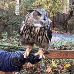 Cascades Raptor Center