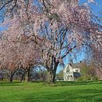 Planting Fields Arboretum