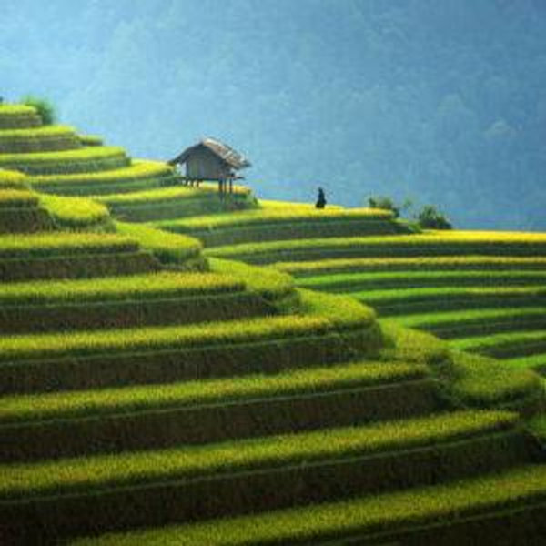 Trek the Sapa Rice Terraces