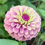 Zinnia’s Dinette