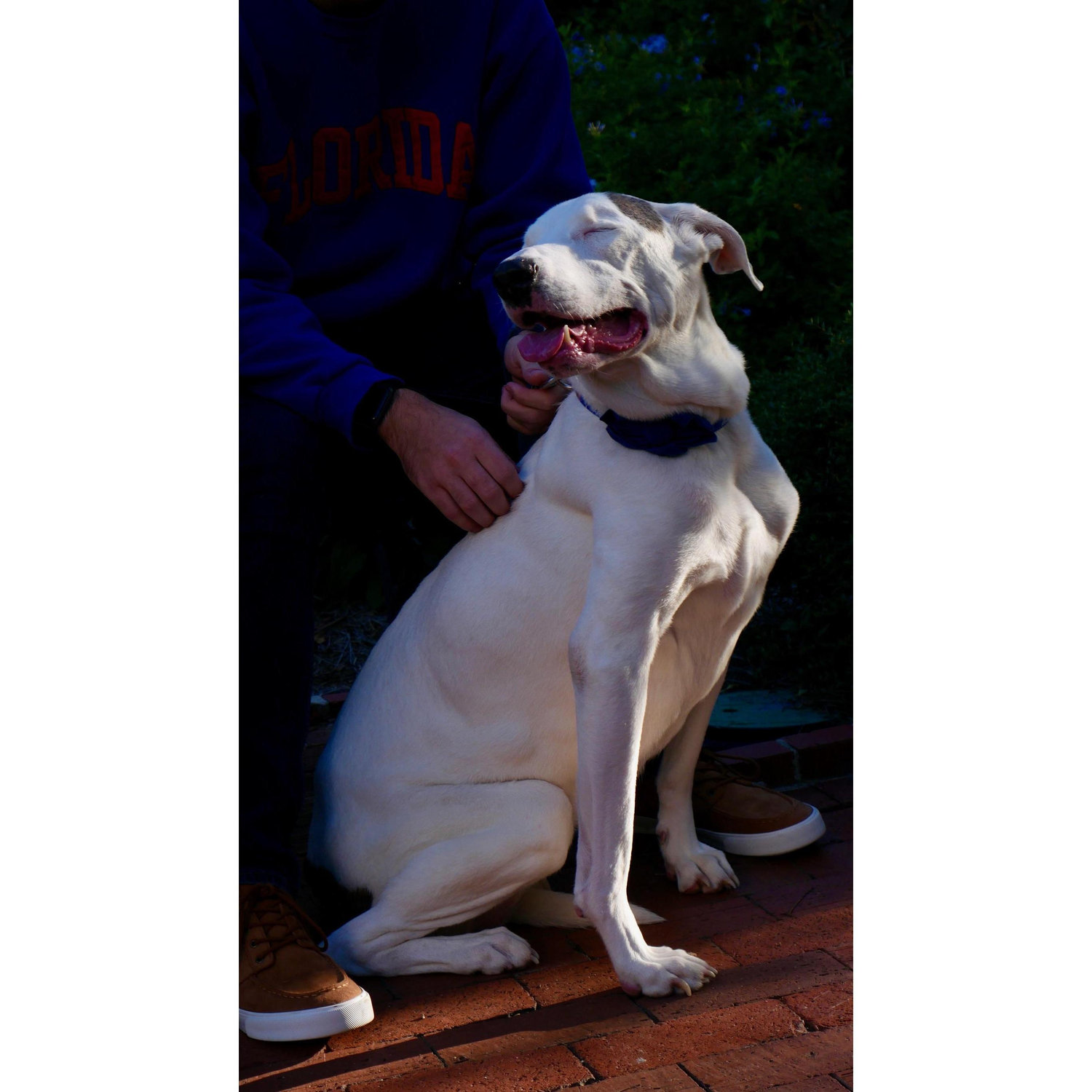 On Oct. 31, 2020 we had to say goodbye to our sweet girl Ava. But we were able to have one more wonderful day with her that included some pseudo engagement photos!