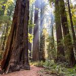 Armstrong Redwoods State Natural Reserve