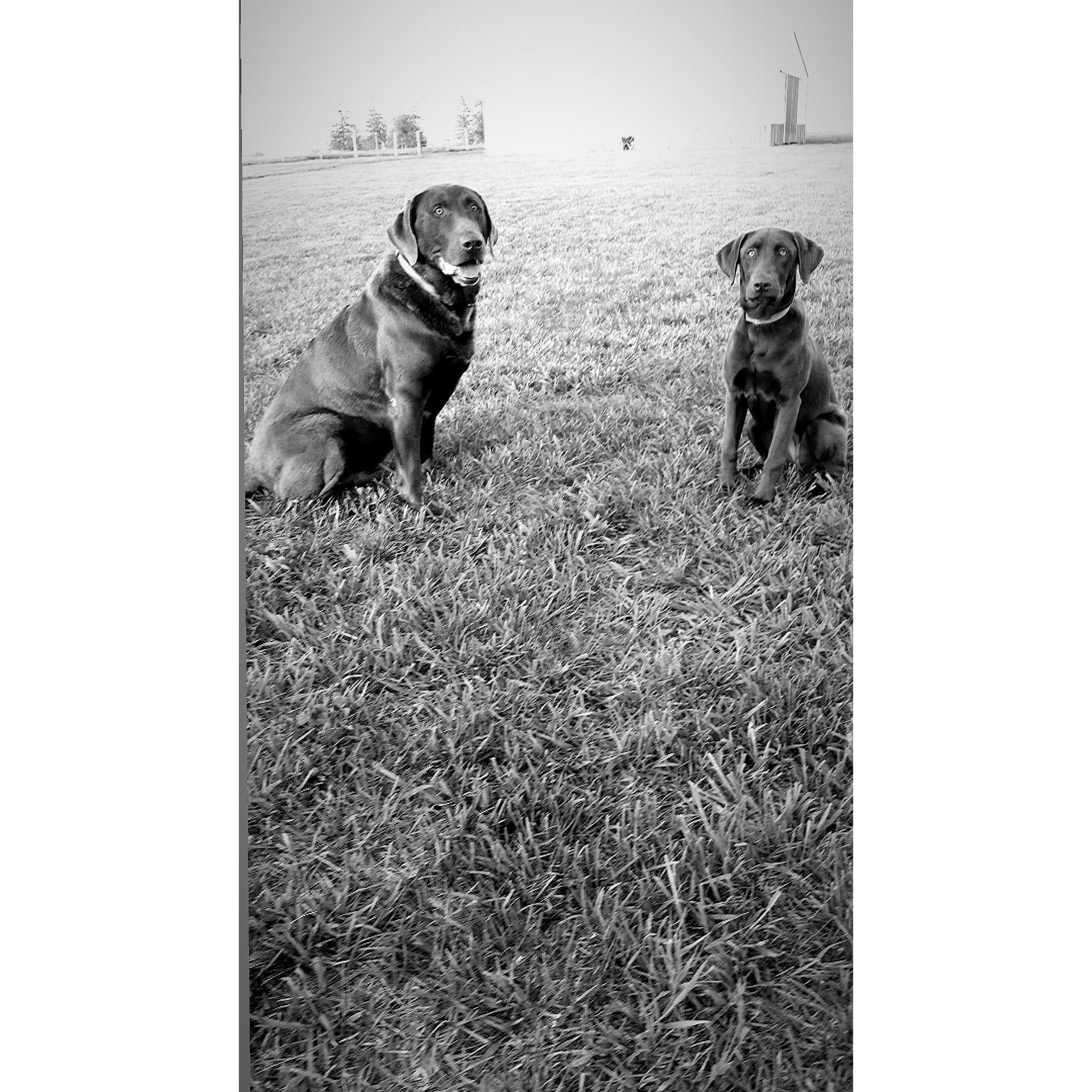 Demo & Kona