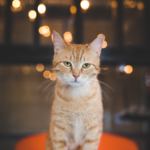 Mac Tabby Cat Cafe