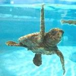 Loggerhead Marinelife Center