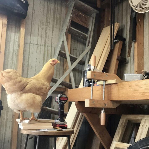 Chicken Coop Renovations