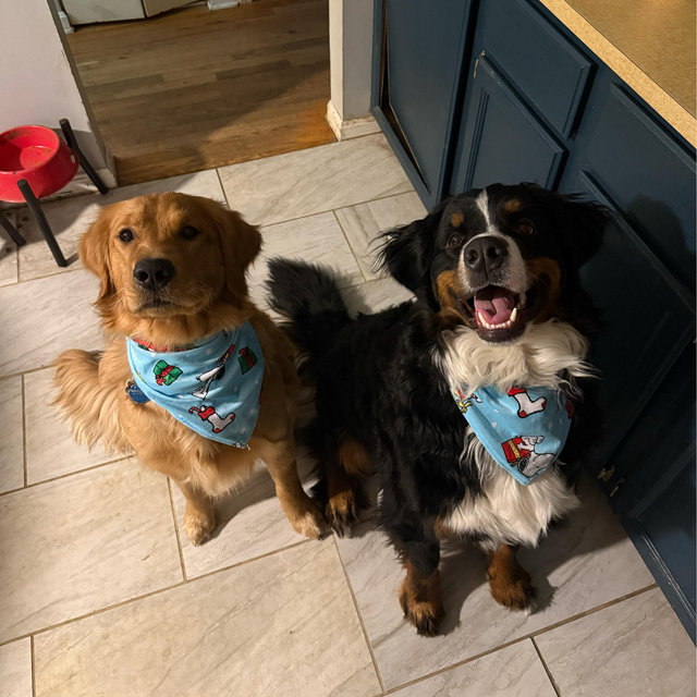 Year's Supply Of Pet Treats
