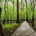 Congaree National Park