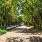 Bosque de Chapultepec