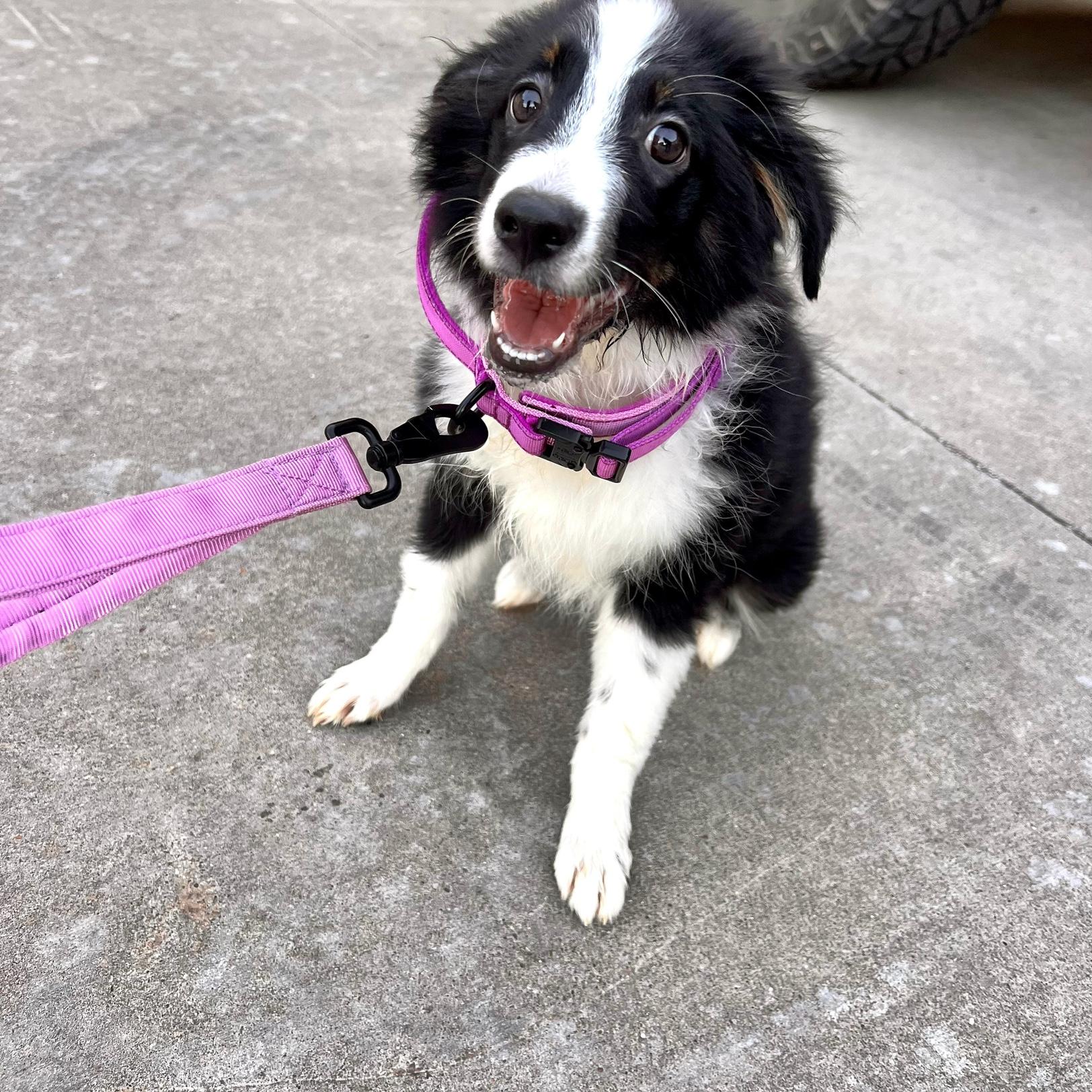 We are crazy animal folks, so of course we needed to add more! Our first day with Honeybee.