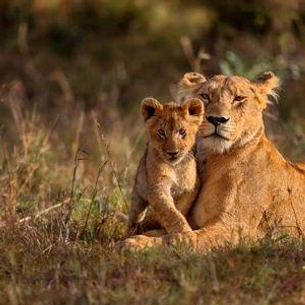 Lion King Safari with Robert Carr-Hartley ~ Kenya