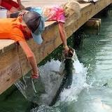 Feed the Tarpon at Robbie's of Islamorada