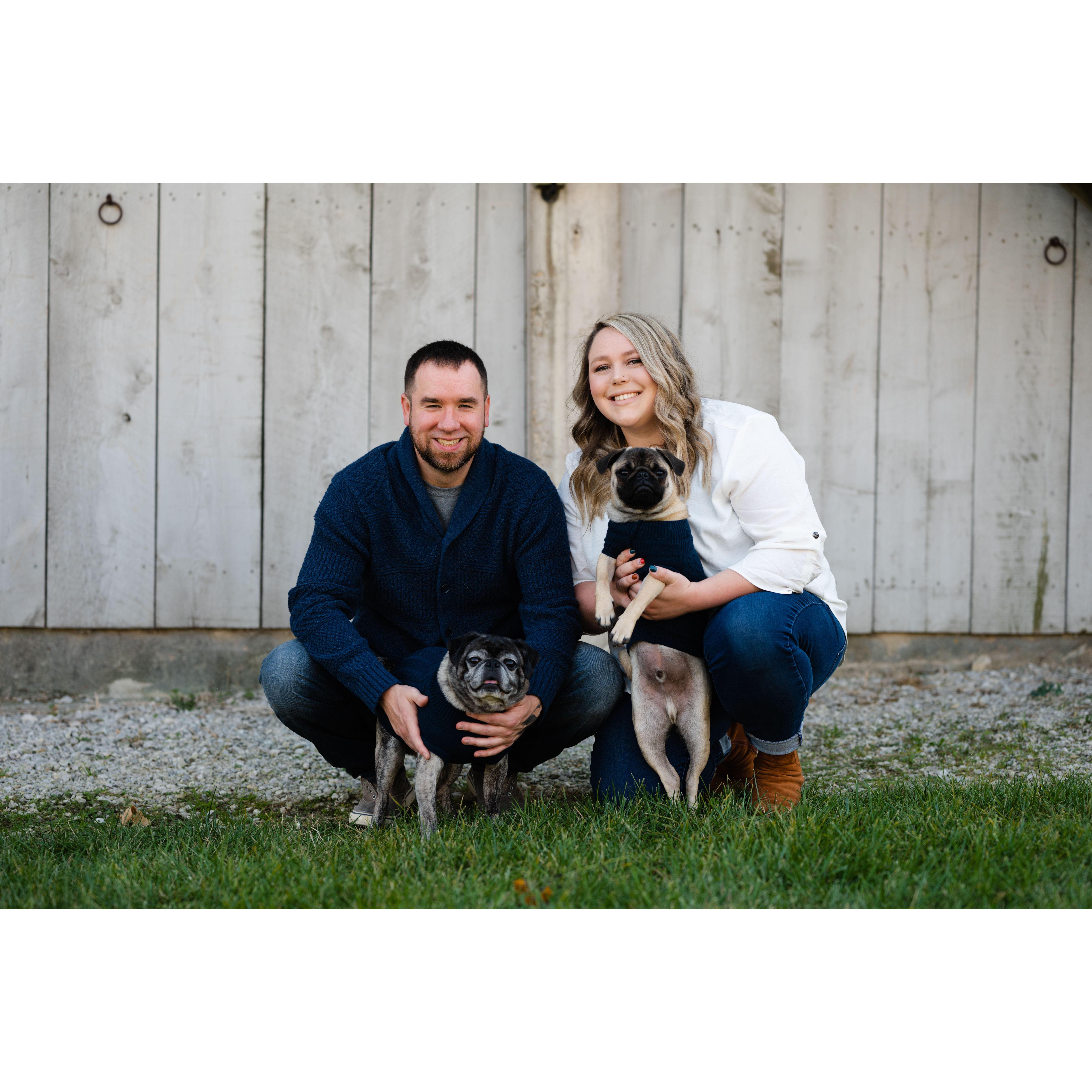 Along came pug #2- welcome to the family Gus Gus