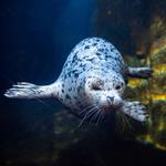 Alaska SeaLife Center