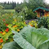 Georgeson Botanical Garden