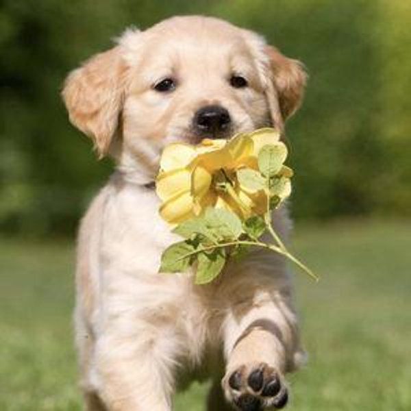Puppy Fund!!