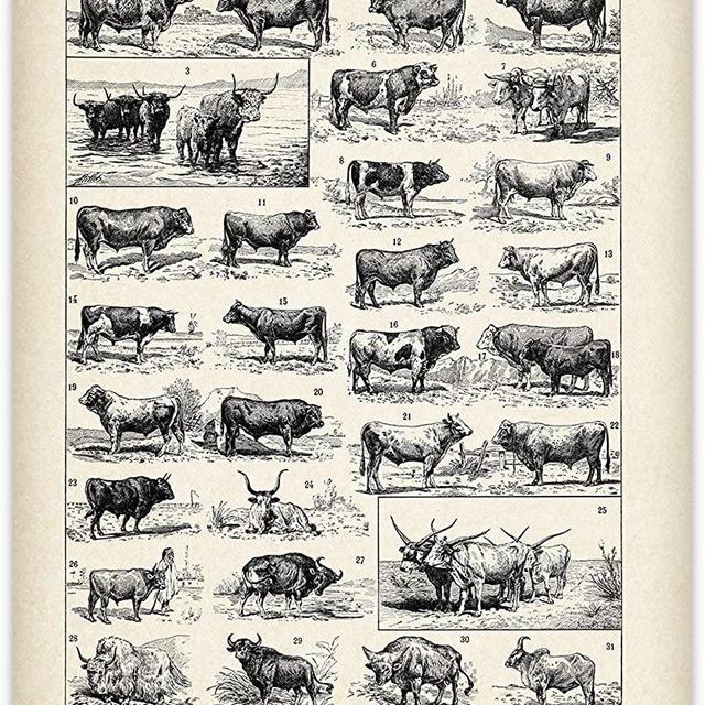 Cattle Art Illustration French - 11x14 Unframed Art Print - Perfect Country Farmhouse Decor Under $15