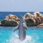 Dolphin Cove Ocho Rios