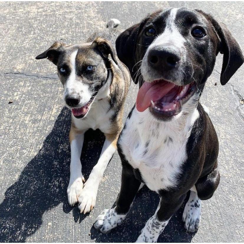 We couldn't have made it through quarantine without these pups to keep us on our toes. Kai (left) is a border collie-husky mix and Finn (right) is a hound. They play, fight, & cry like true siblings