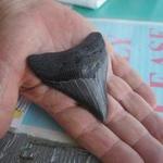 Venice Beach Shark Tooth Hunting