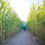 Scamman Farm Corn Maze