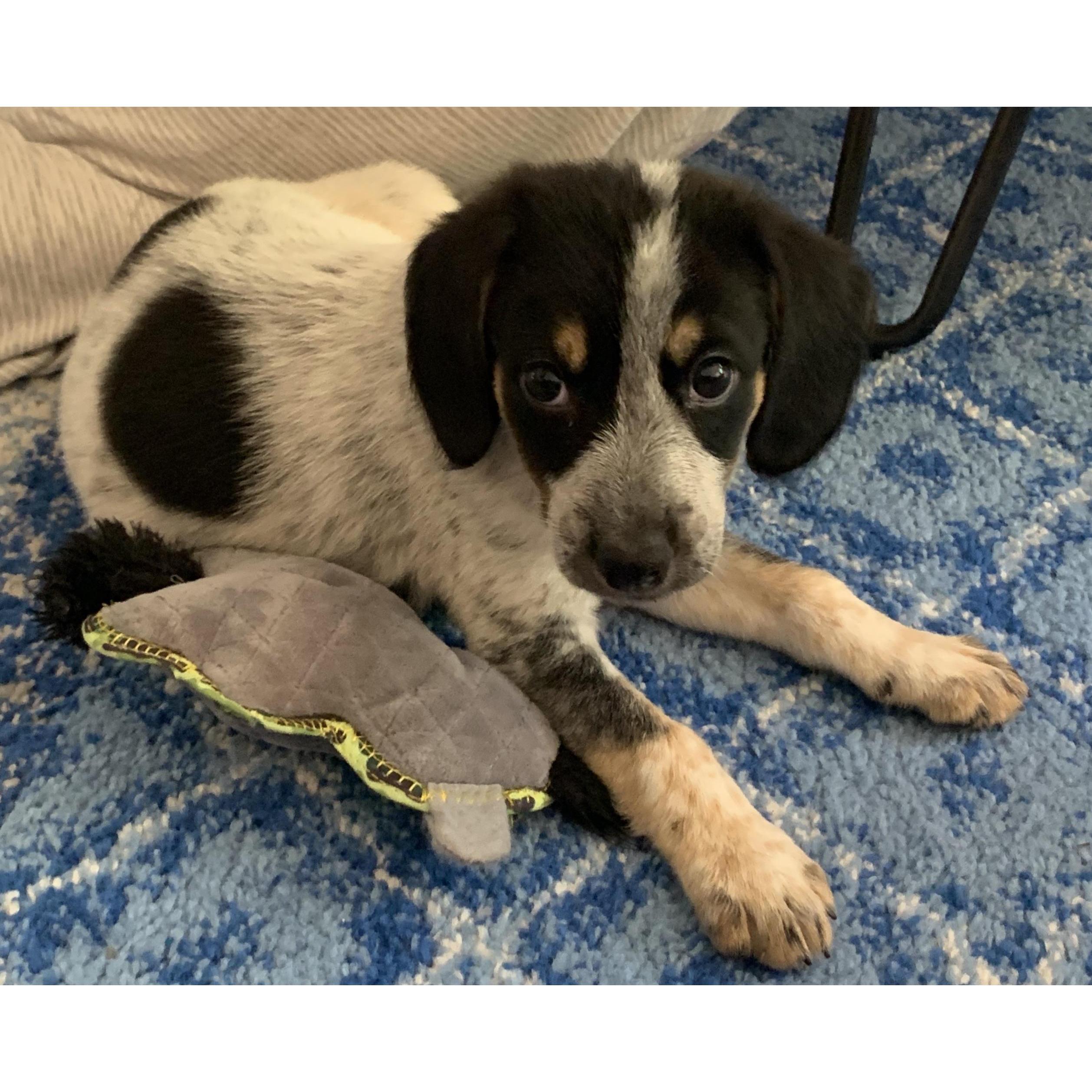 Puppy Archie