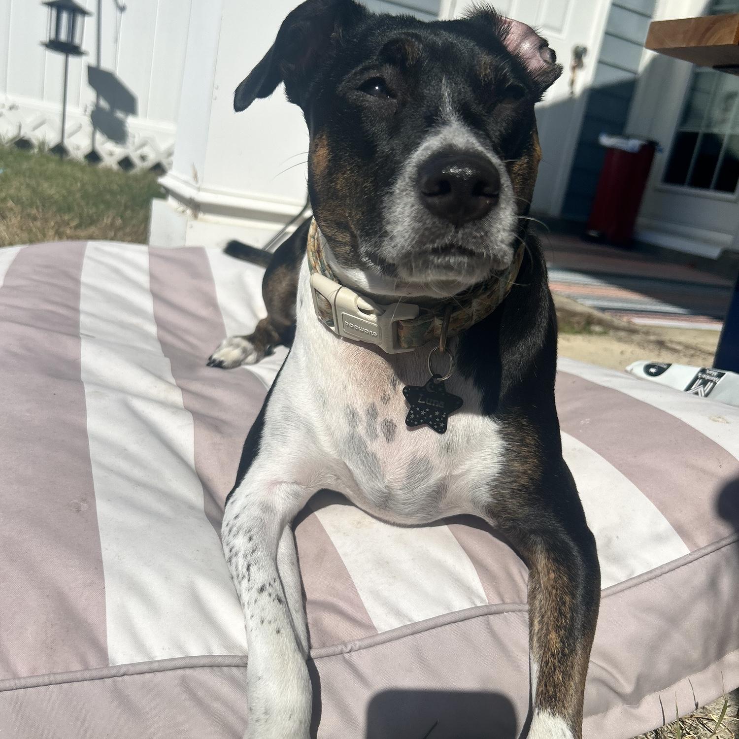 Luna in the backyard of our Delaware home!