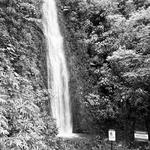 Manoa Falls Trail