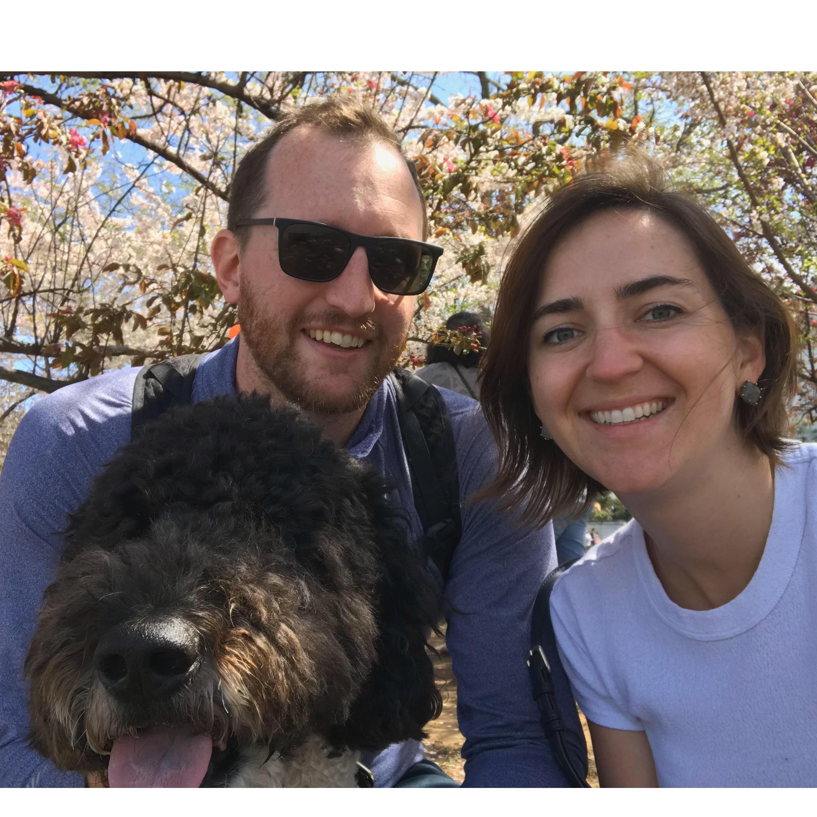 A walk with Alfie at the Cherry Blossom festival, April 2018