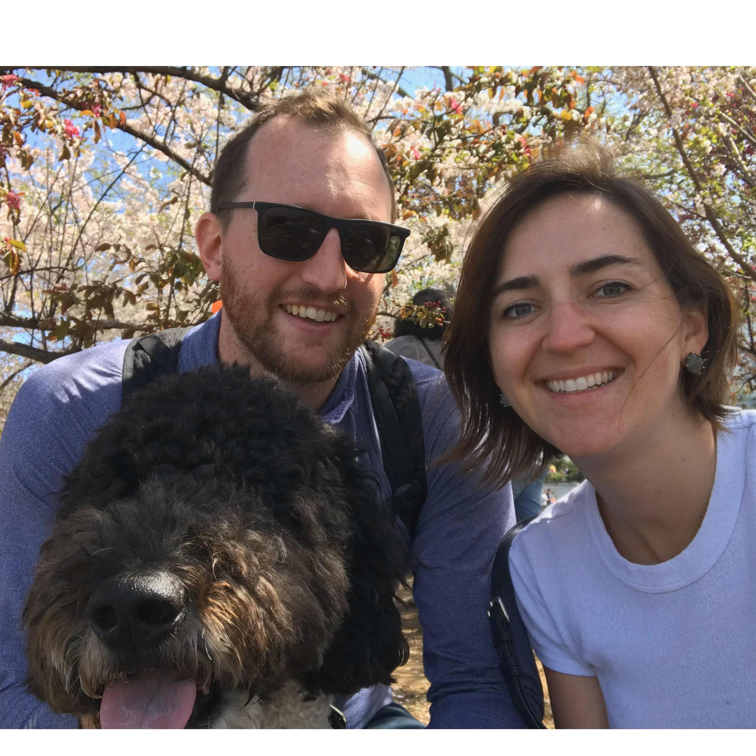 A walk with Alfie at the Cherry Blossom festival, April 2018