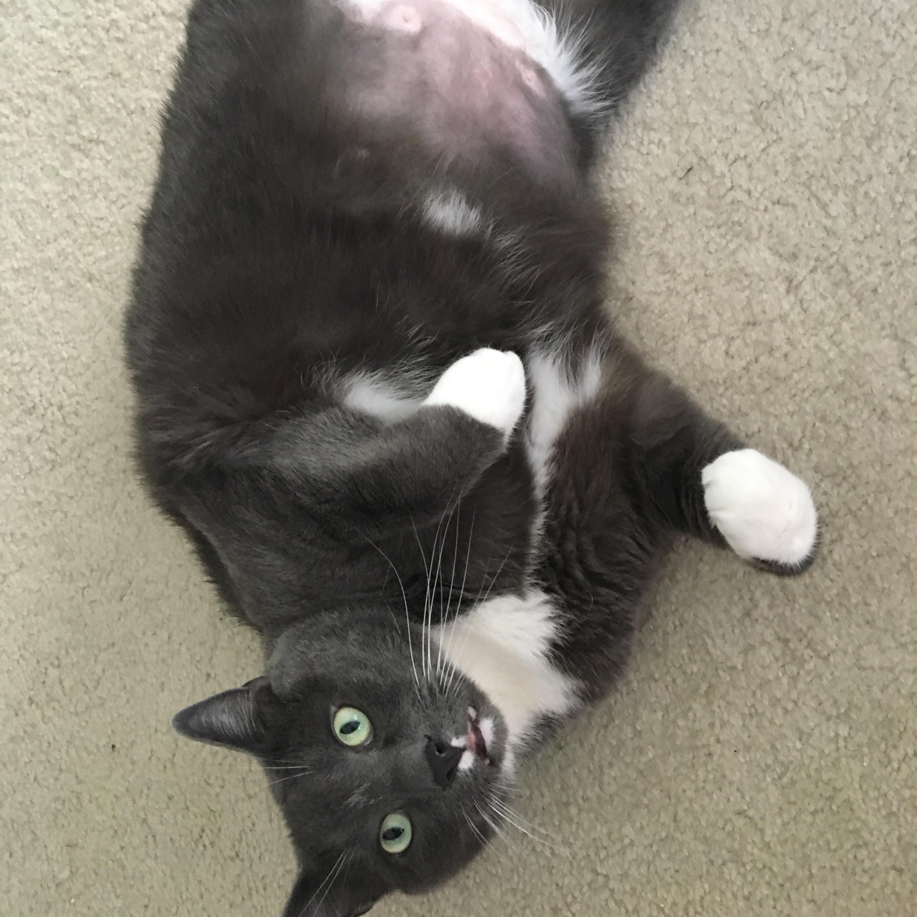 Holden -- Fur baby #2