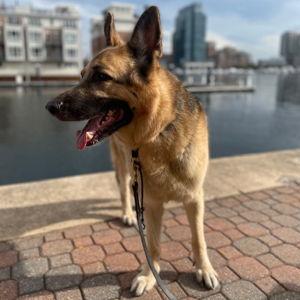 Mid-Atlantic German Shepherd Rescue (MAGSR)