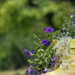 The Botanic Garden at Oklahoma State University