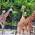 Naples Zoo at Caribbean Gardens
