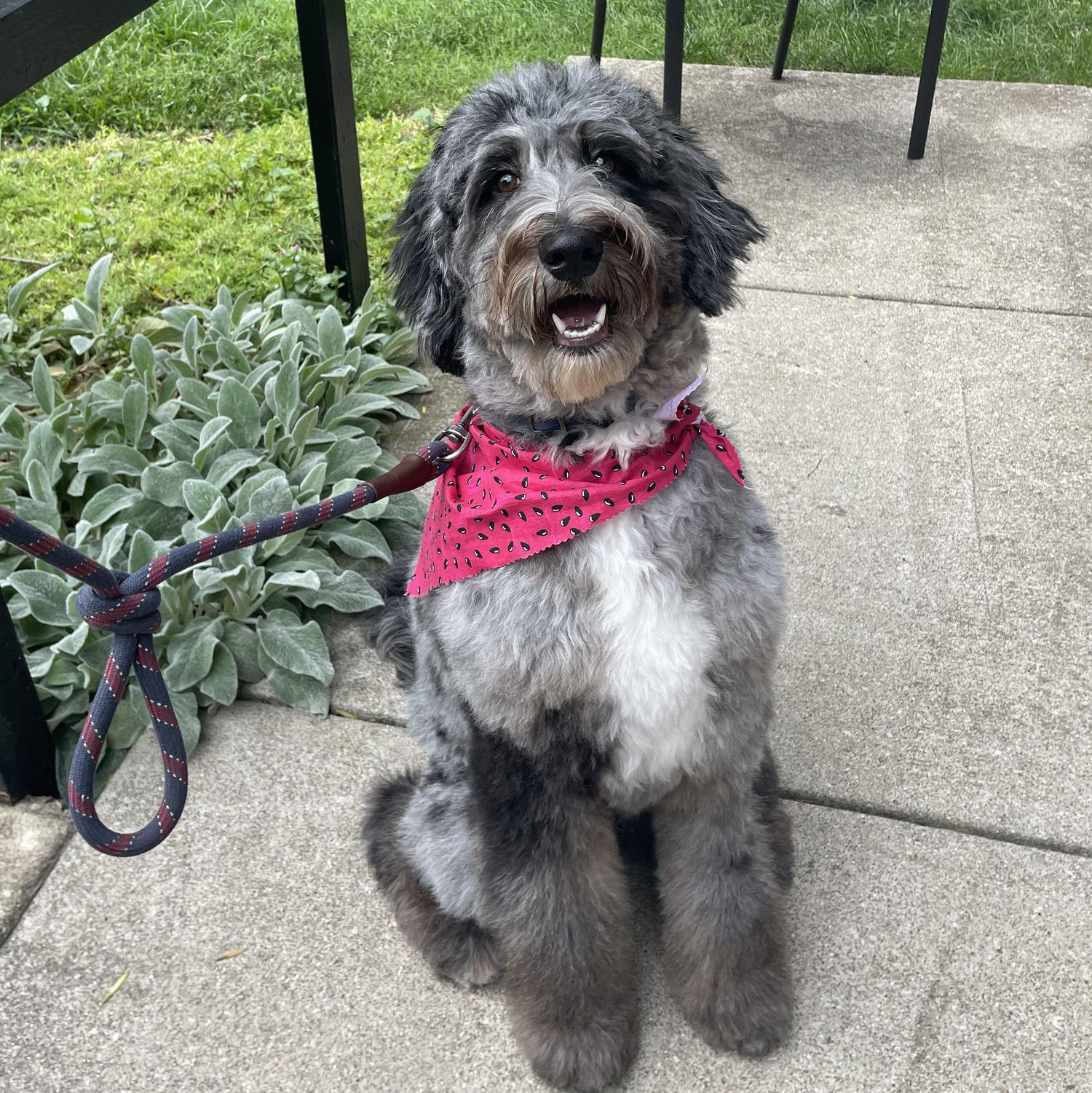 Our sweet fur baby, Indigo “Indie”