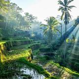 Ubud: Culture & Nature / Culture et Nature
