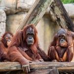 ZooTampa at Lowry Park