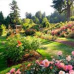 International Rose Gardens