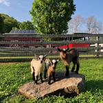 Flamig Farm