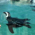 Mystic Aquarium