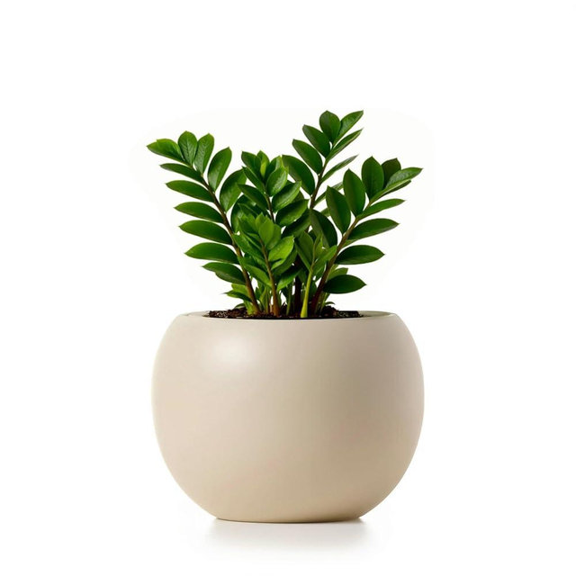 LAMENICO Ceramic Self Watering Plant Pot | 6.8 Inch Pot with 5 Inch Opening for Plant | Ivory Pot for Indoor Plants | Round Self Watering Planter | Bottom Watering Pots for Indoor Plants