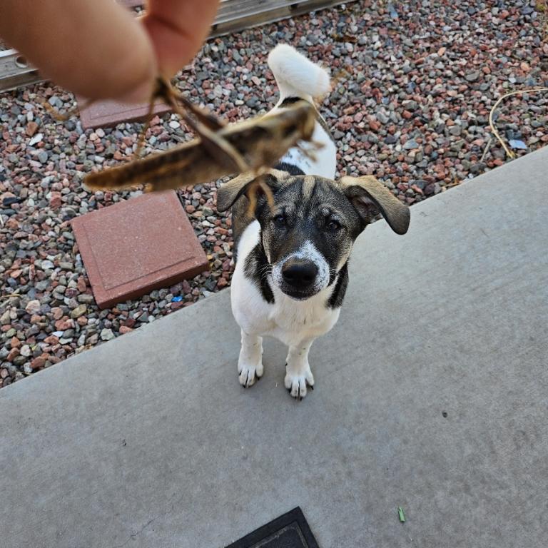 Luna showing off her hunting skills