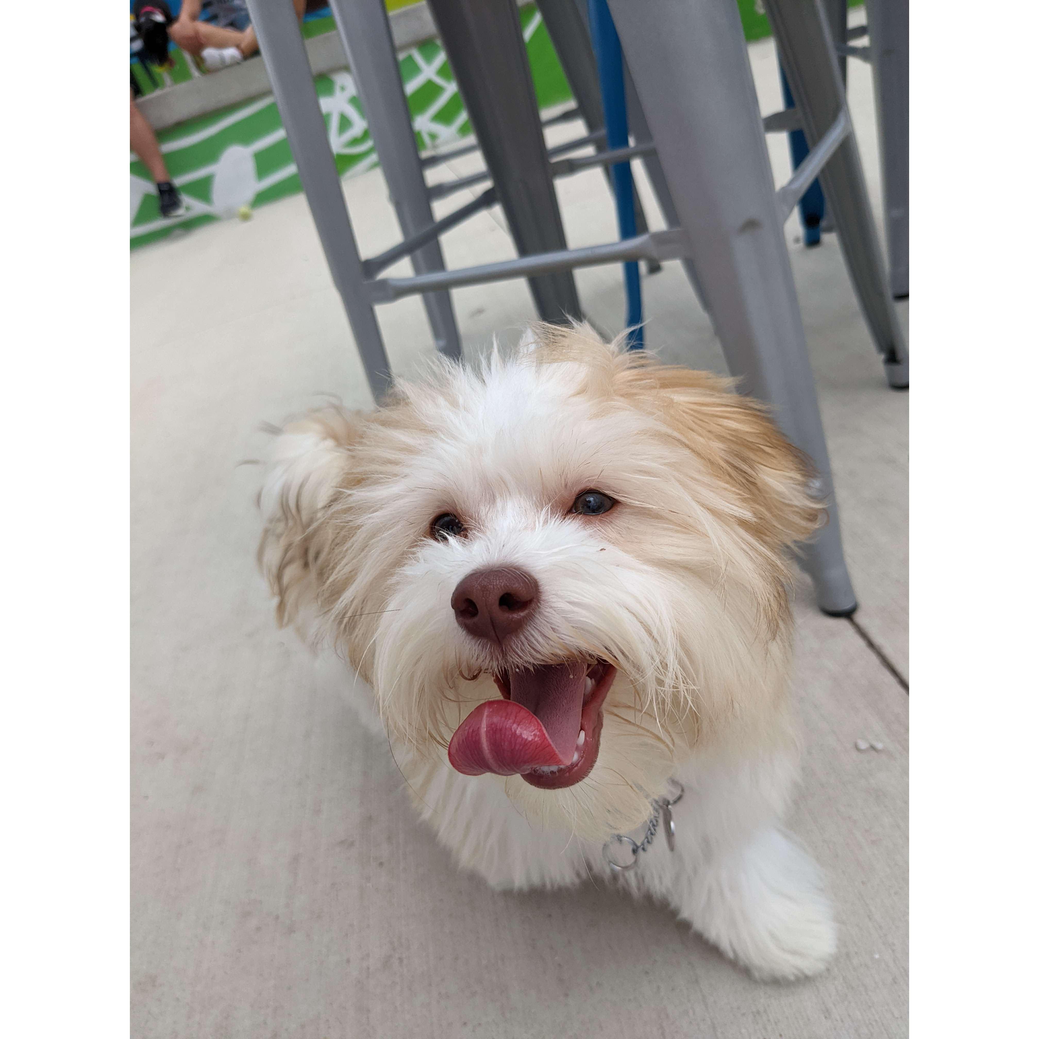 Louie Fitz is the new canine addition to the family.  He is a havanese and named after St. Louis and the great local soda Fitz. It's also a fun name to say!