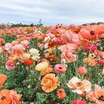 The Flower Fields
