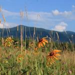 Cades Cove Scenic Loop (Scenic Drive)